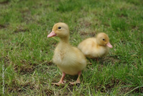 small ducks