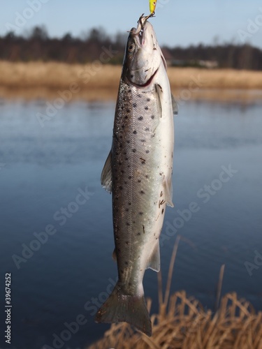 salmon on fishing-rod