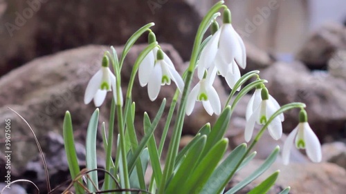 Schneeglöckchen