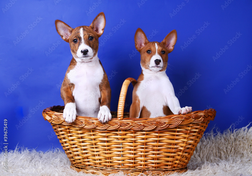 Two little Basenji puppys, brindle colour, 2 month Two little Basenji puppys, brindle colour, 2 month