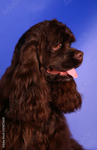 American cocker spaniel on the blue background