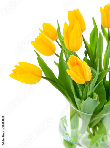 yellow tulip flowers in glass vase isolated on white background
