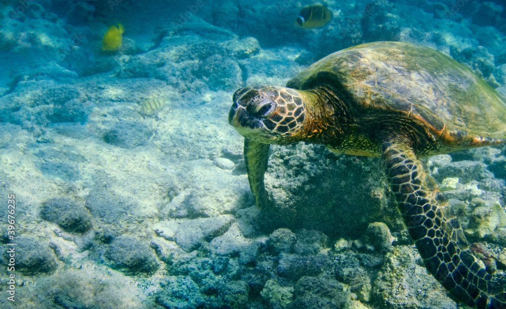 Fototapeta premium Hawaiian Green Sea Turtle
