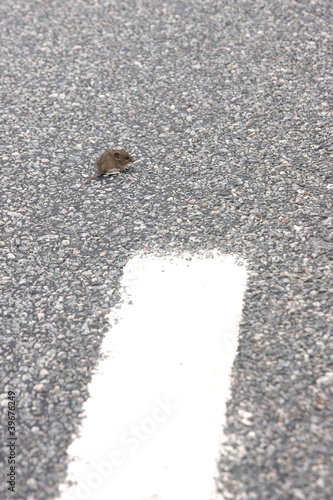 Maus auf der Straße
