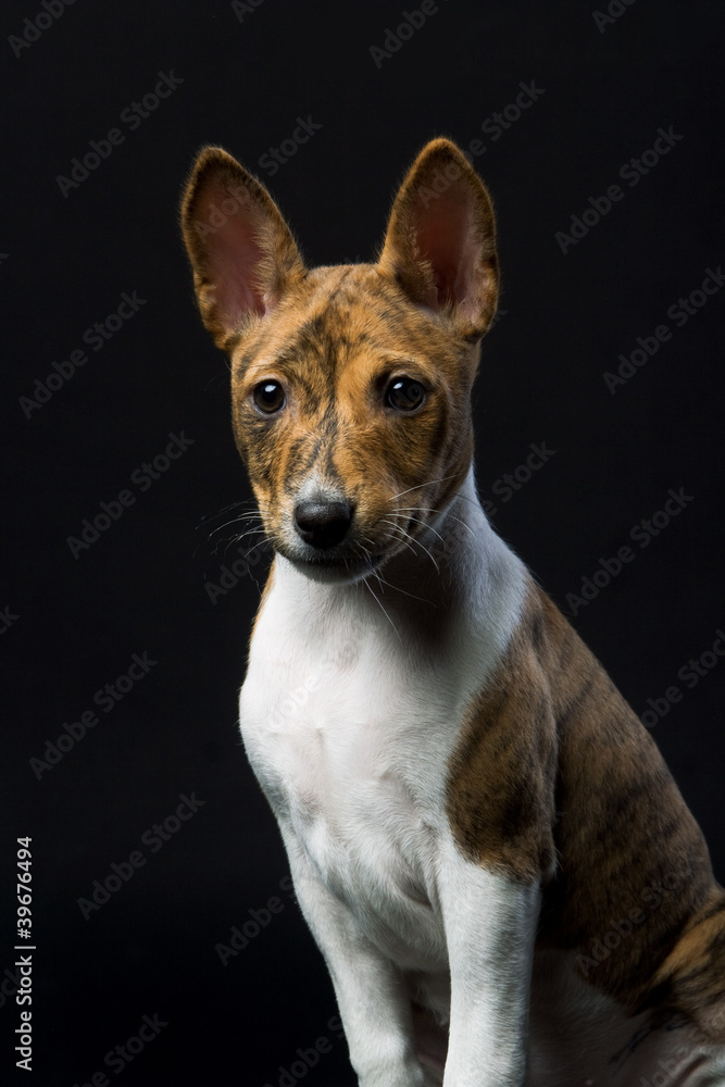 Little Basenji puppy, brindle colour, on the black background