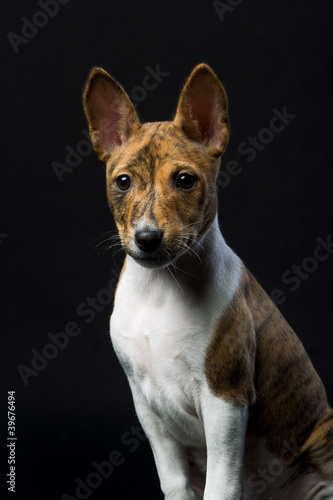 Little Basenji puppy  brindle colour  on the black background