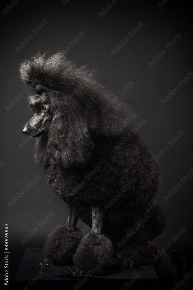 Black Royal poodle on the black background Black Royal poodle on the black background