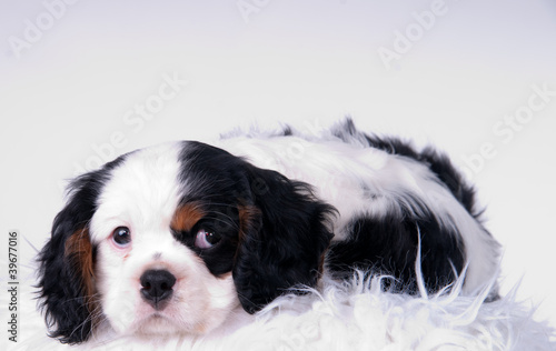 Chiot Cavalier King Charles