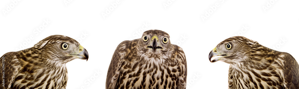 Northen goshawk isolated on white Northen goshawk isolated on white