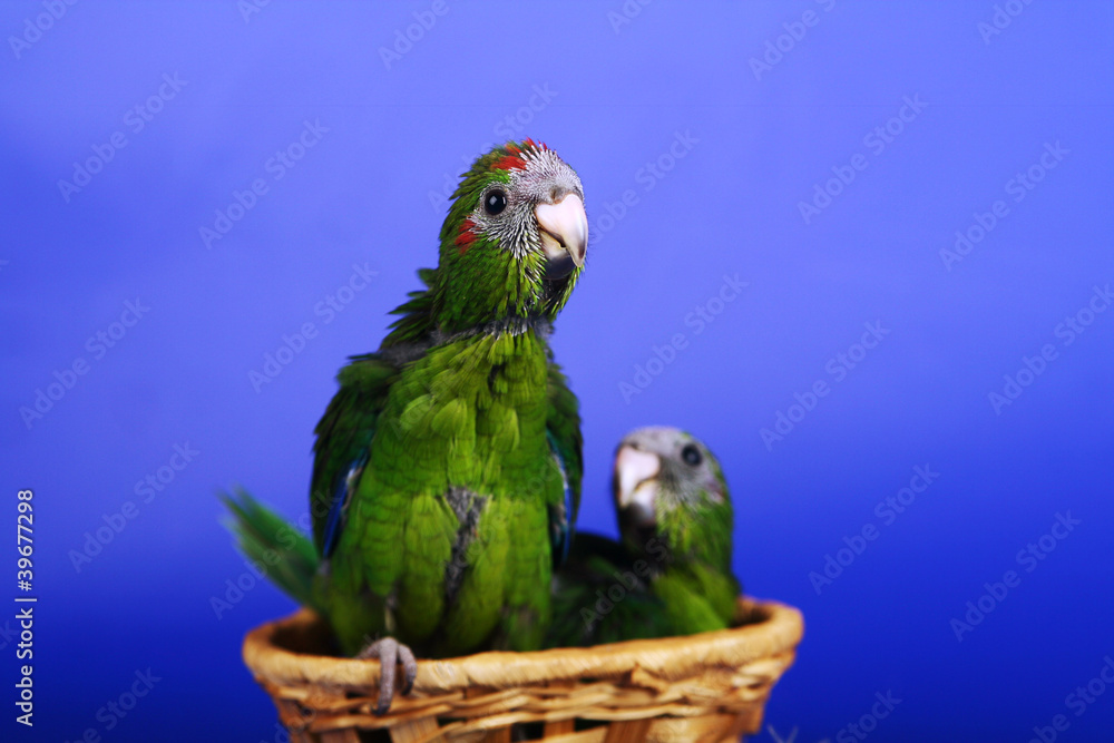 Obraz premium Red-fronted Kakariki parakeet babys, 1 month, blue background