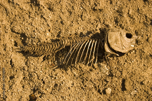 Muerte y Sequía