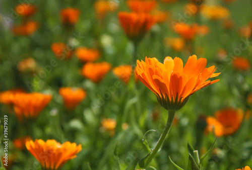 Flower - Calendula