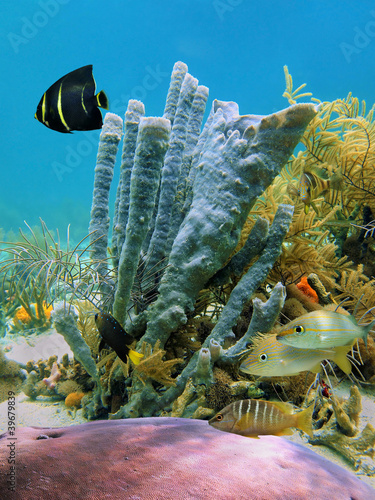 Underwater marine life branching vase sponge and tropical fish in a coral reef of the Caribbean sea