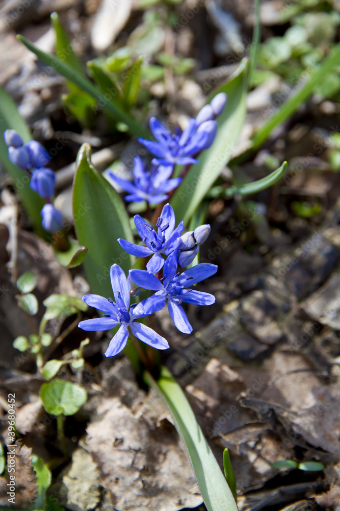 scilla siberica scilla siberica