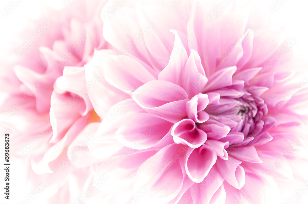 Fototapeta premium Dahlia