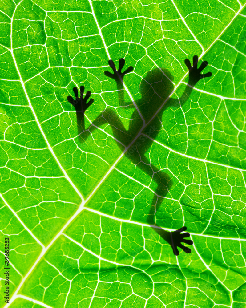 Naklejka premium Frog shadow on the leaf