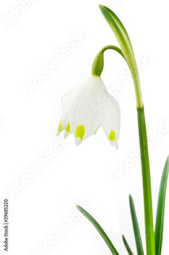 Fototapeta Naklejka Na Ścianę i Meble -  Märzenbecher auf weißem Hintergrund