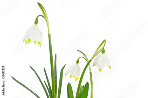 Fototapeta Naklejka Na Ścianę i Meble -  Märzenbecher auf weißem Hintergrund