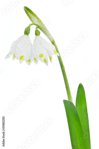 Fototapeta Naklejka Na Ścianę i Meble -  Märzenbecher auf weißem Hintergrund