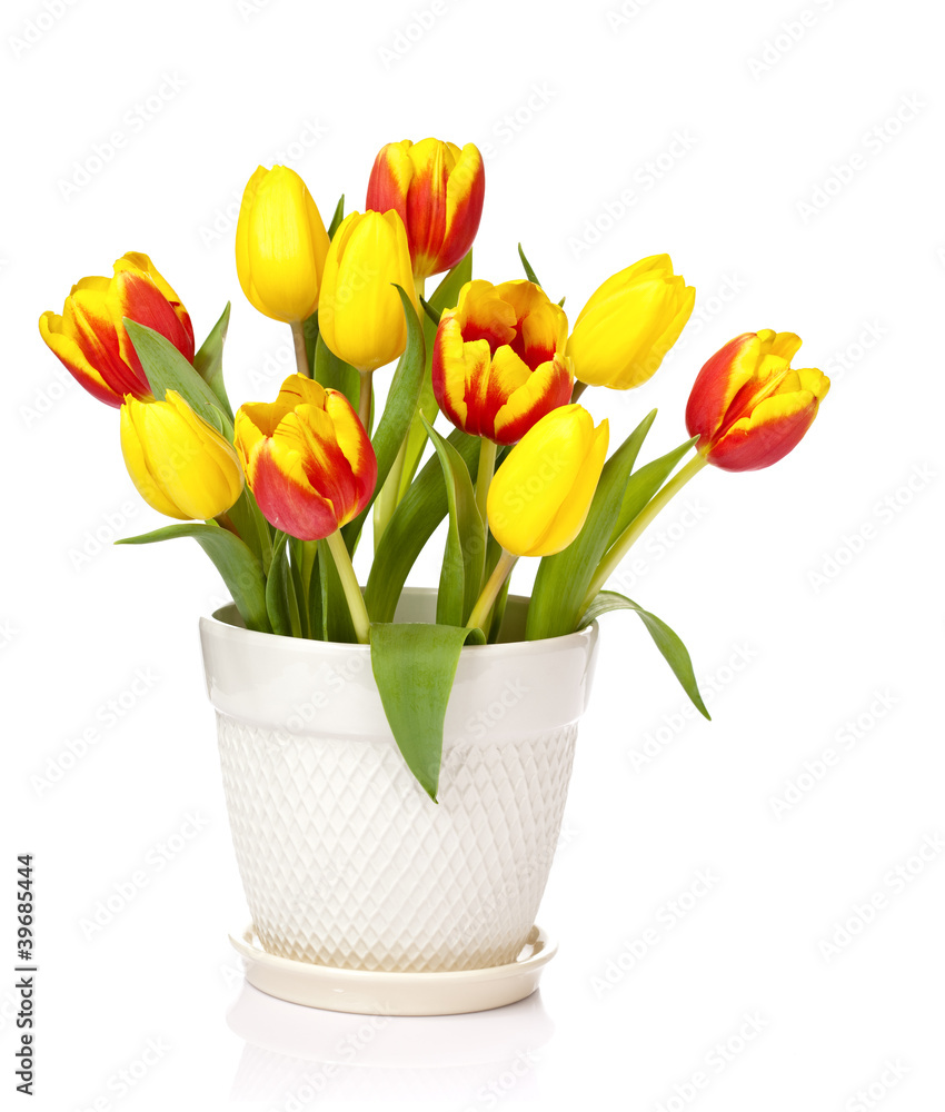 Obraz premium Tulips