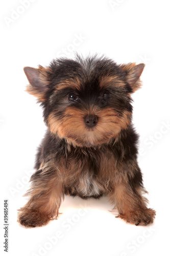 Yorkshire Terrier, isolated.