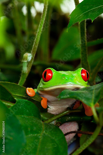 Red Eyed Tree Frog in Leaves