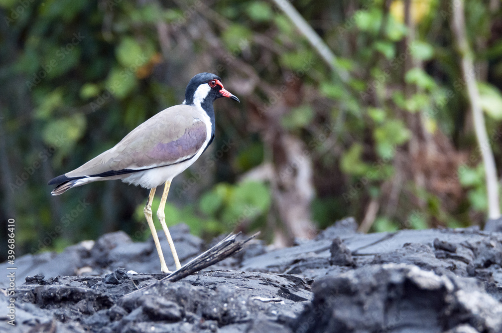 Naklejka premium Red-wattled Lapwing