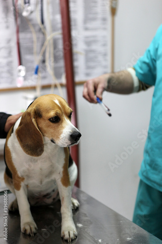 Dog at the vet in the surgery preparation room.