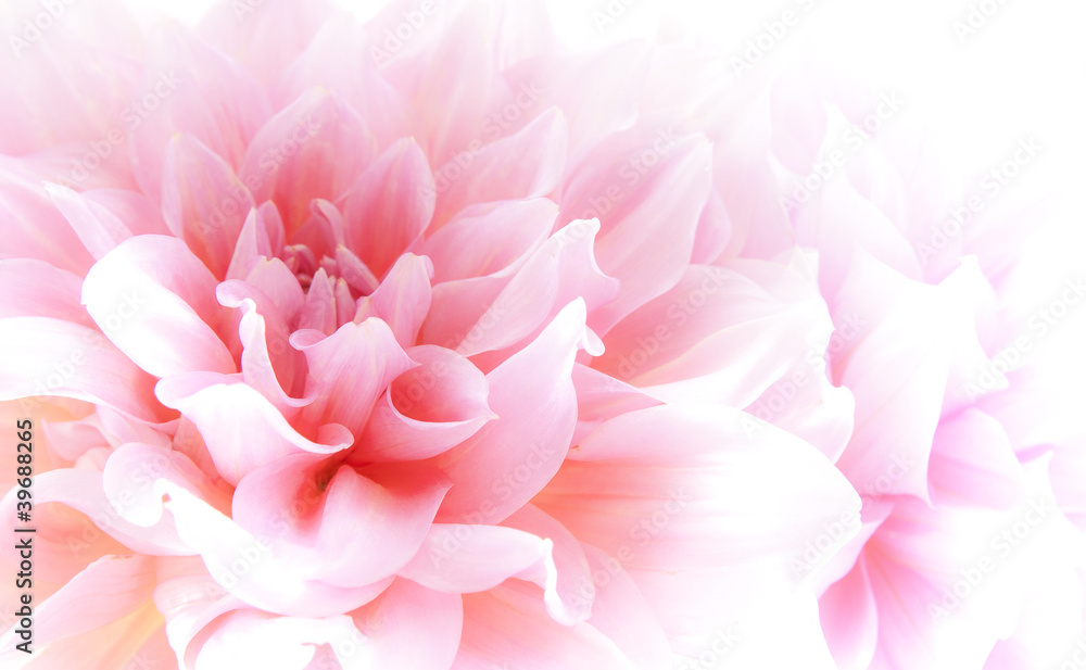 Fototapeta premium Dahlia