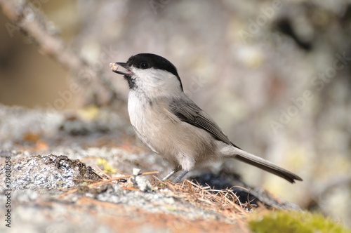 Coal Tit on a rock, side view © RobertoC