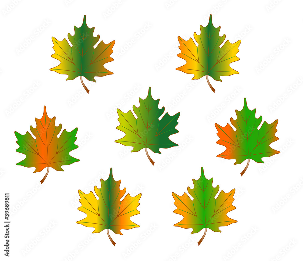 maple Leaves maple Leaves
