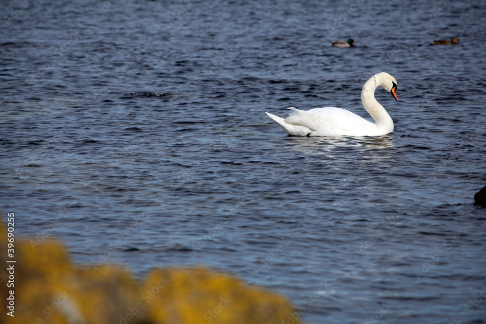 Wild swan near a rocky coast