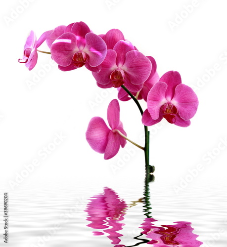 Fototapeta Naklejka Na Ścianę i Meble -  Orchidée rose sur fond blanc.