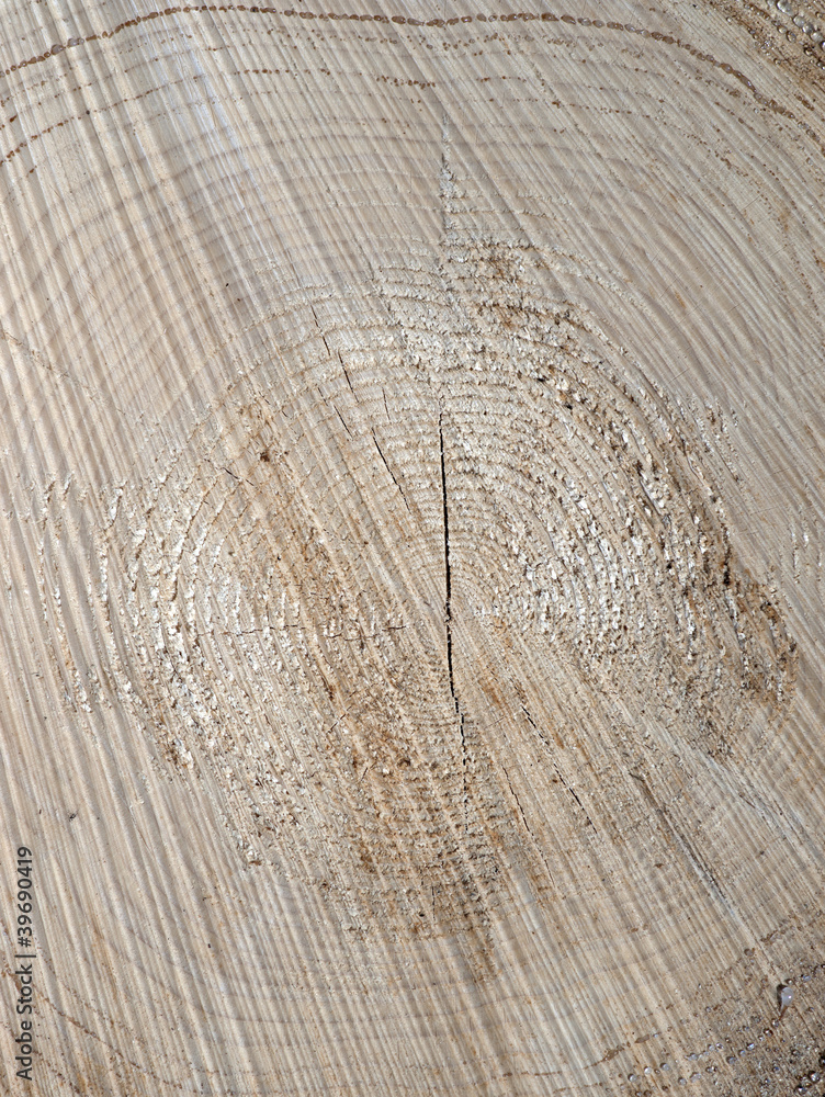 Fototapeta premium Tree cross section