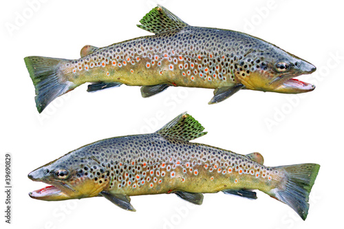 Common trouts