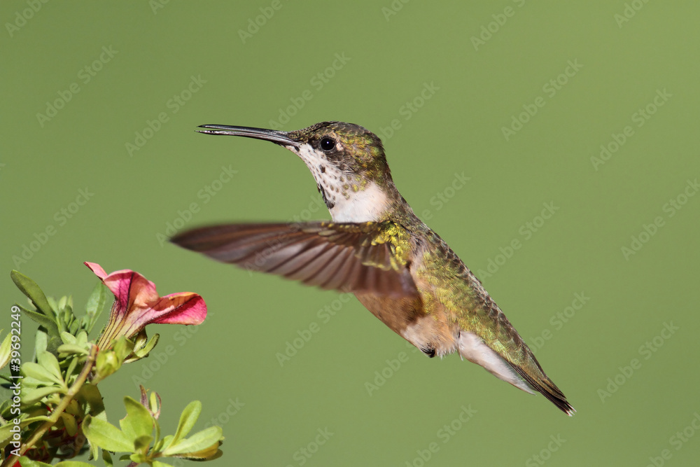 Fototapeta premium Juvenile Ruby-throated Hummingbird (archilochus colubris)