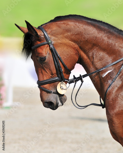 Horse riding - closeup