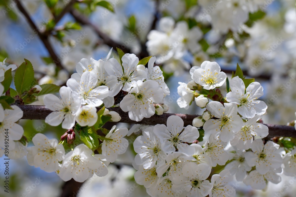 Spring Spring
