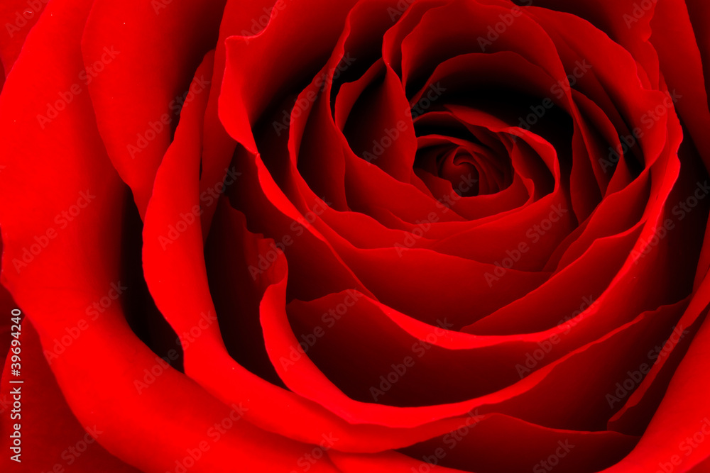 red rose red rose