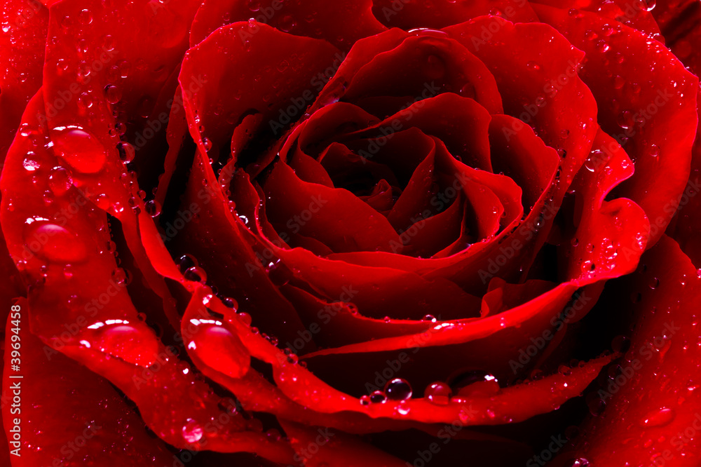 Naklejka premium czerwona róża z kroplami wody
