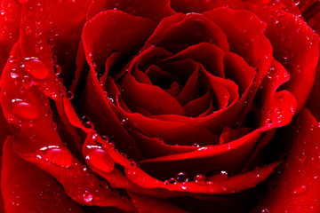 Fototapete Macro Rote Rose mit Wassertropfen  © Mariusz Blach