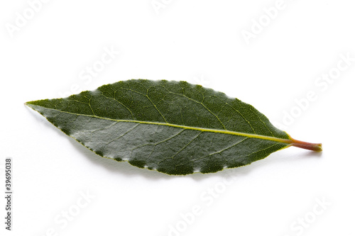 bay leaves