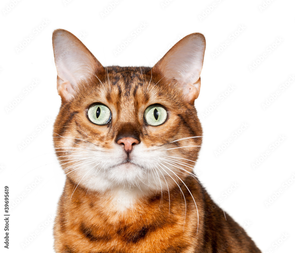 Bengal kitten looking shocked and staring