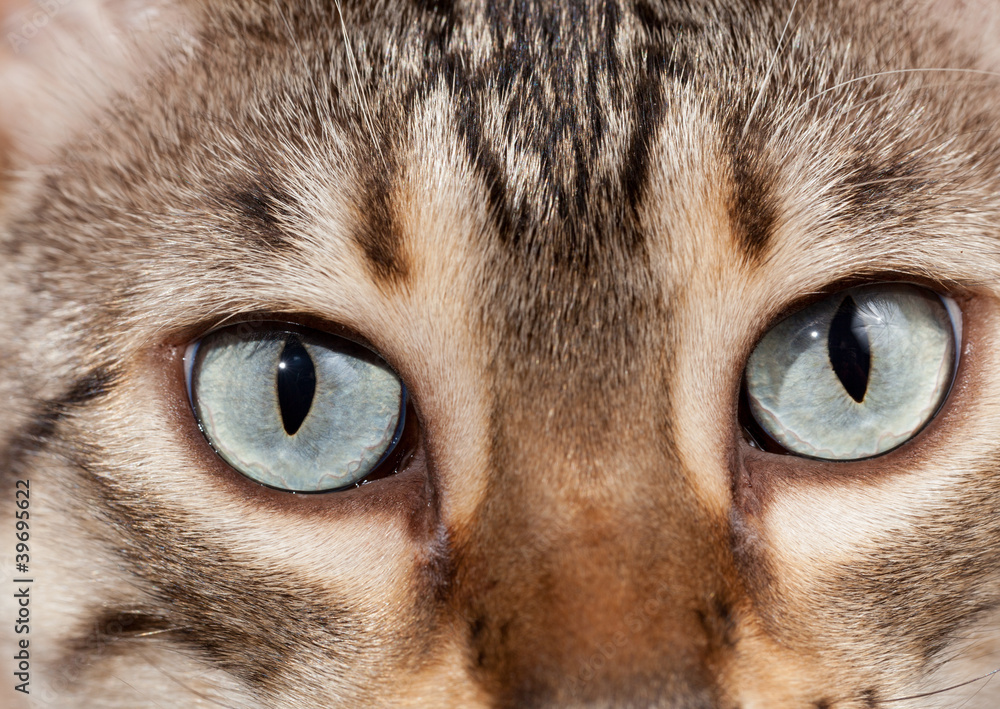Bengal kitten eyes in macro close up Bengal kitten eyes in macro close up