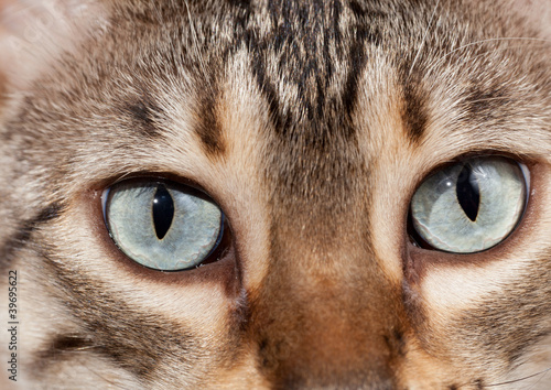 Bengal kitten eyes in macro close up