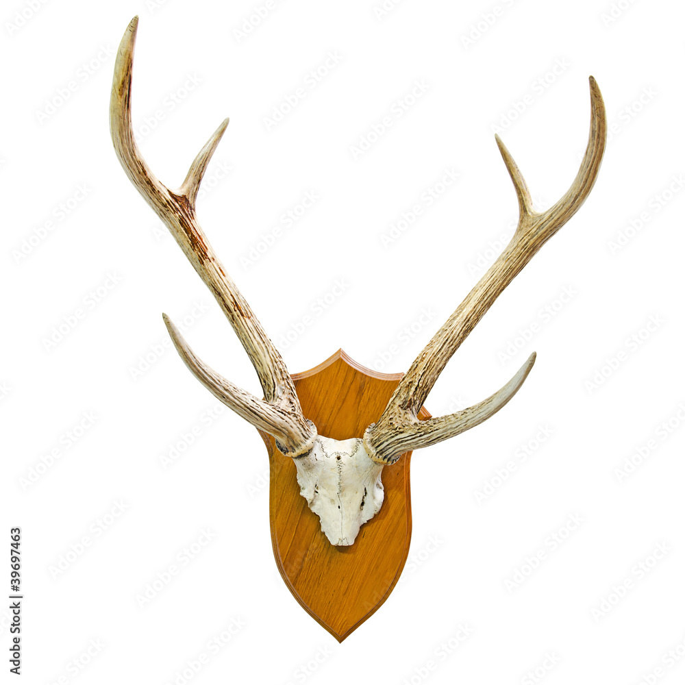 Fototapeta premium Animal skull with horn