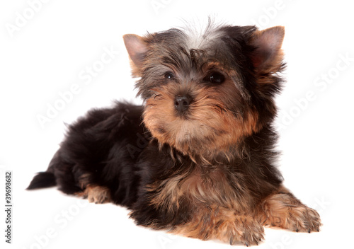 Yorkshire Terrier   isolated.