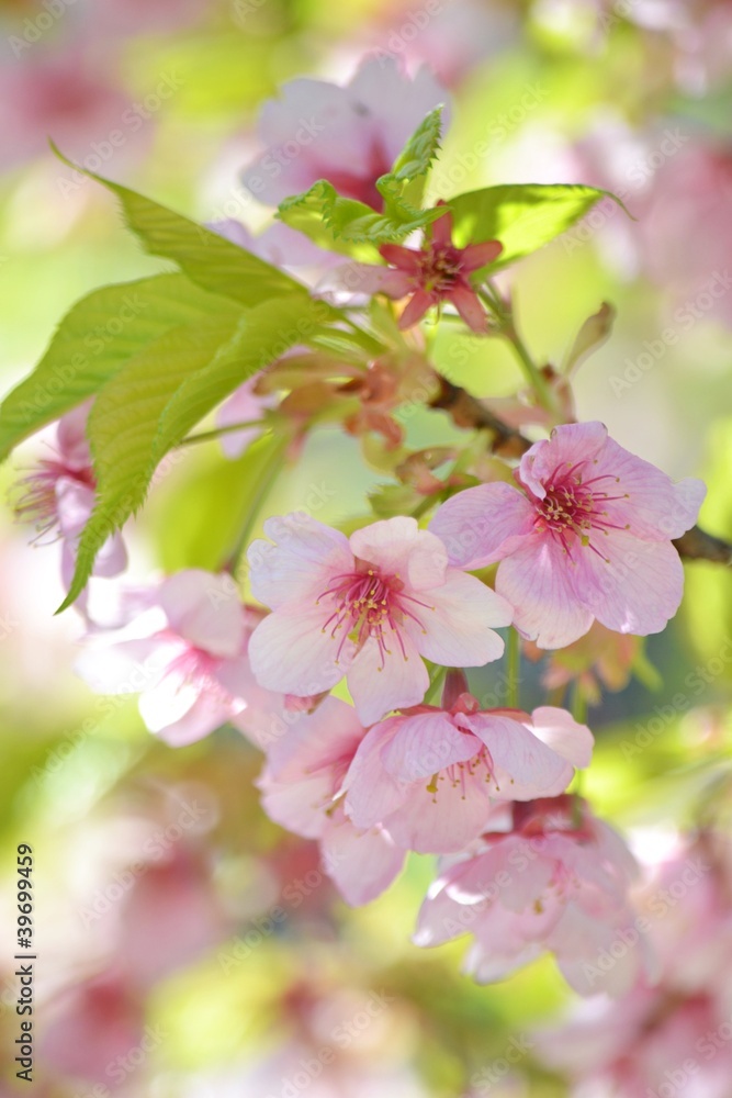 Obraz premium カワヅザクラのアップ