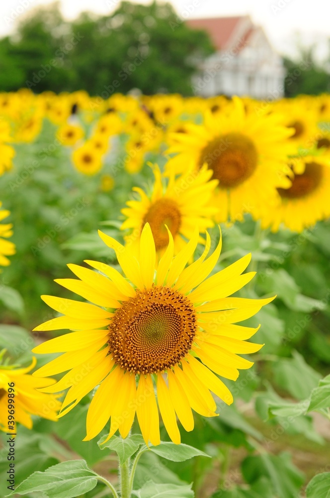 Naklejka premium Sunflower in the field