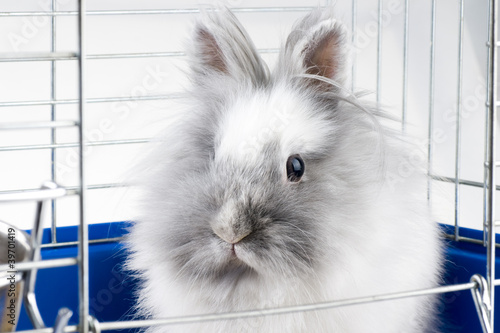 White angora bunny photo